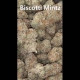 Biscotti Mintz 28.7% THC 80% Indica 20% Sativa Cannabis Flower