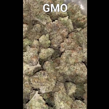 GMO 28.42% THC 90% Indica 10% Sativa Cannabis Flower
