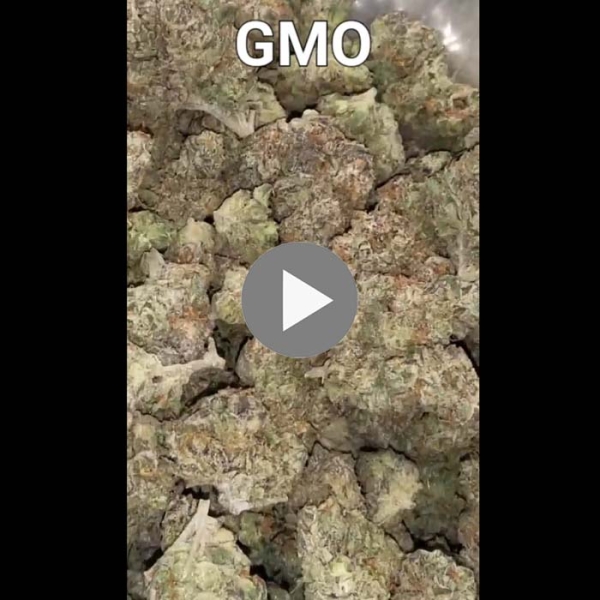 GMO 28.42% THC 90% Indica 10% Sativa Cannabis Flower