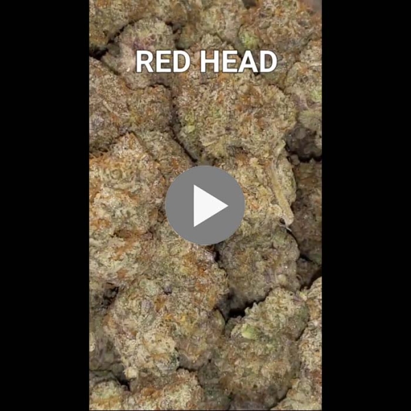 Red Head 29.1% THC 25% Indica 75% Sativa Cannabis Flower